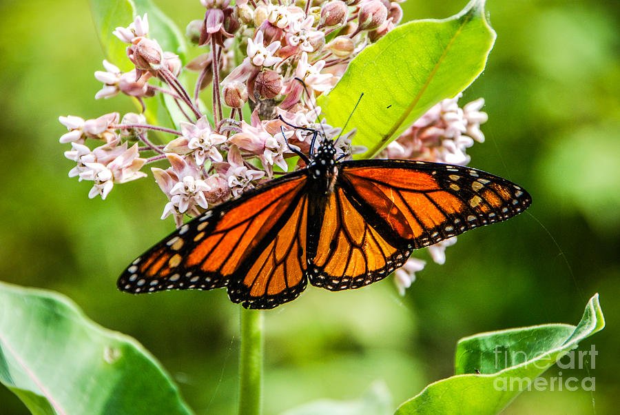 Monarch Butterfly Photograph by Grace Grogan