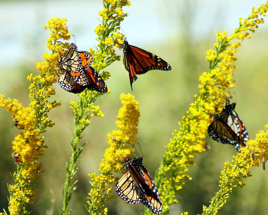 Monarch Butterfly Group Photograph By Lisa Scott