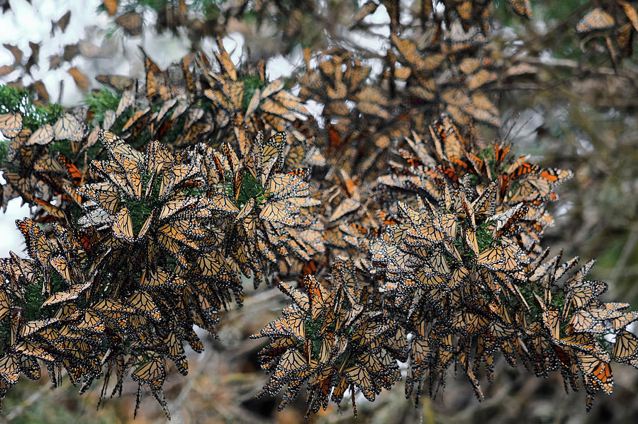 Monarch Butterfly Grove Pismo Beach Photograph by Kyle Hanson
