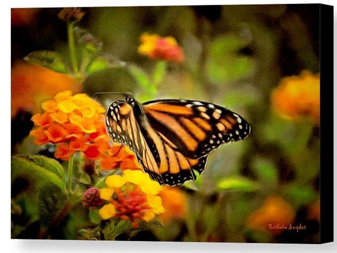 Monarch Butterfly Grove Special Photograph by Barbara Snyder