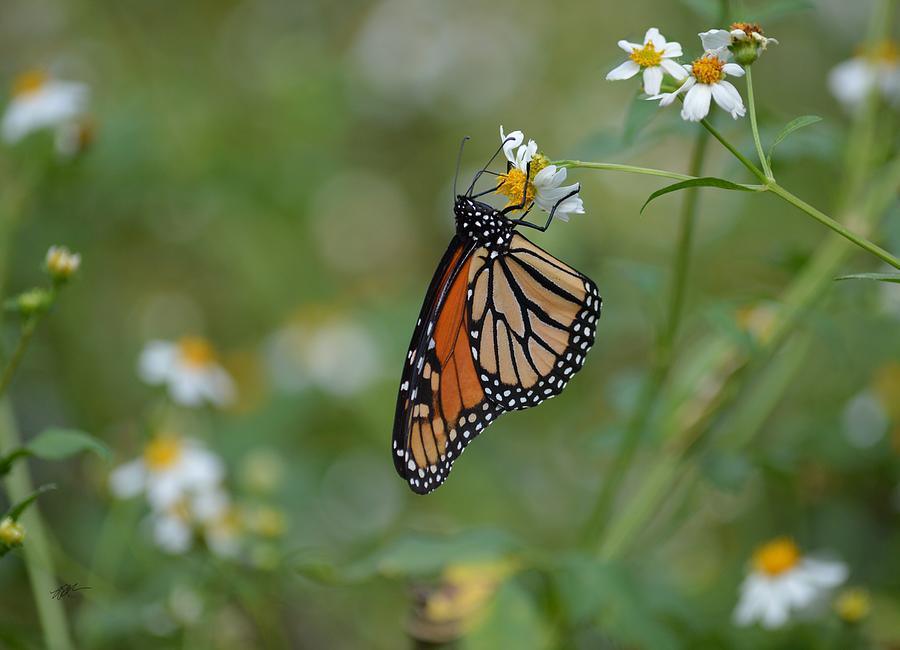 Monarch Butterfly Hanging On Photograph By Rd Erickson