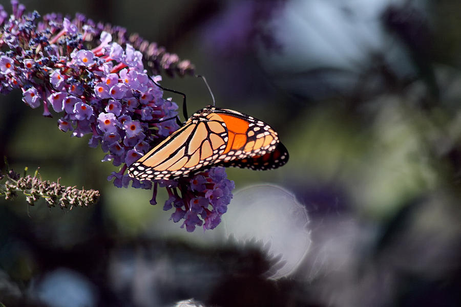Monarch Butterfly Hard at Work Photograph by Richard Gregurich