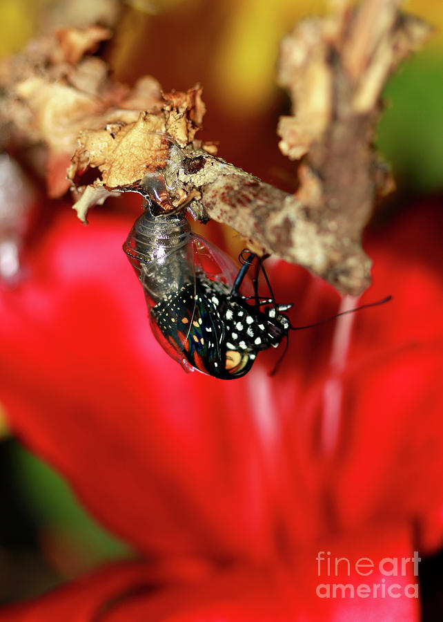 Monarch Butterfly Hatching Photograph by Luana K Perez