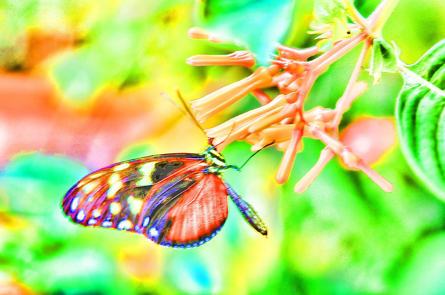 Monarch Butterfly HDR Photograph by Lawrence Christopher