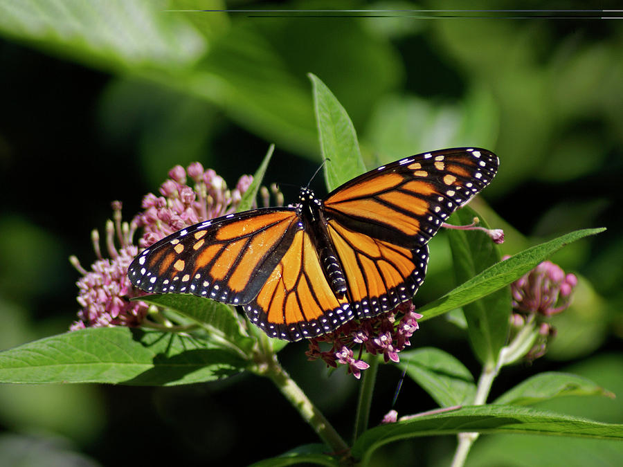 Monarch Butterfly I Photograph by Deina Zartman - Fine Art America