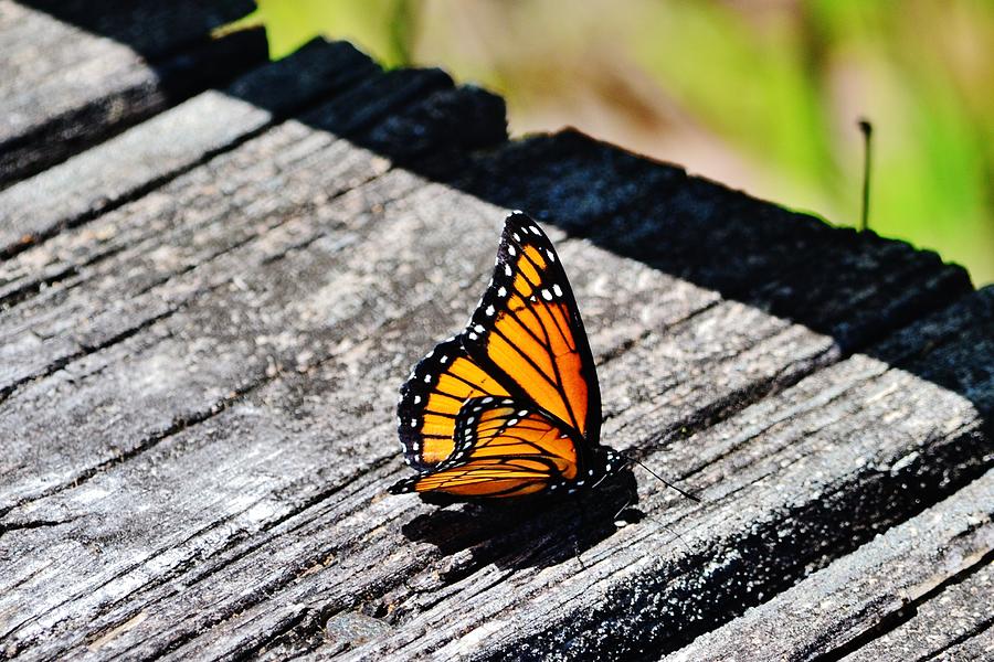 Monarch Butterfly I Photograph by Eileen Brymer