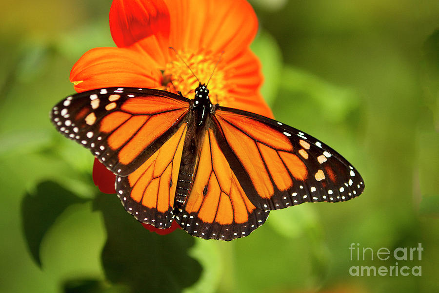 Monarch Butterfly I Horizontal Photograph by Karen Jorstad