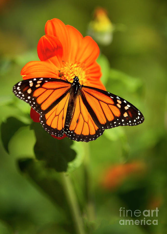 Monarch Butterfly I Vertical Photograph by Karen Jorstad