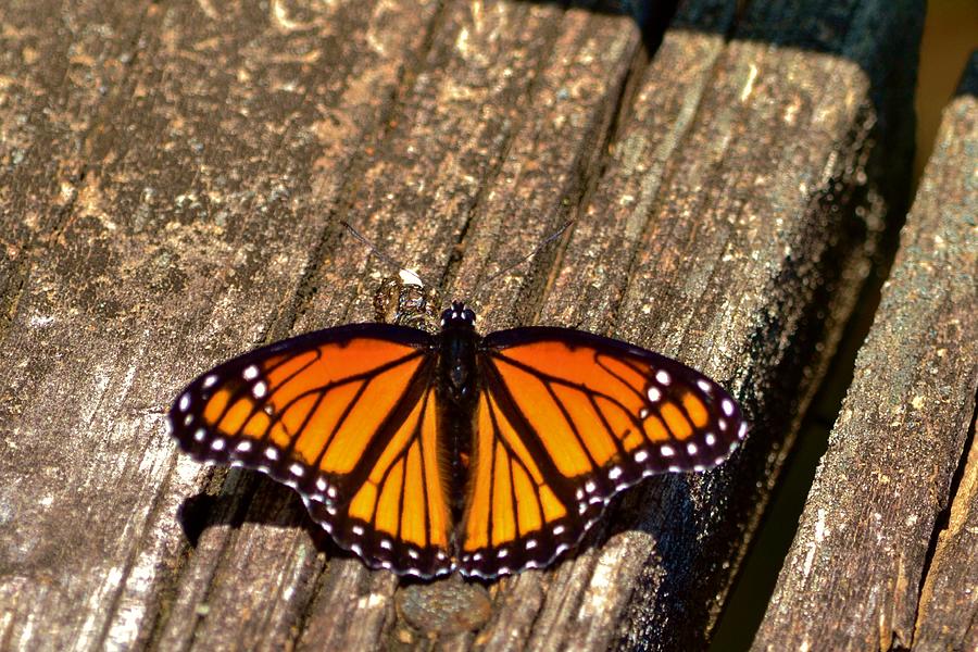 Monarch Butterfly II Photograph by Eileen Brymer