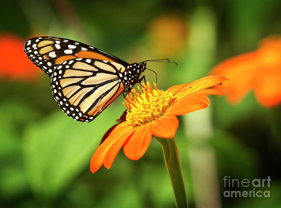 Monarch Butterfly II Horizontal Photograph by Karen Jorstad