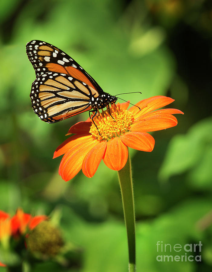 Monarch Butterfly II Vertical Photograph by Karen Jorstad