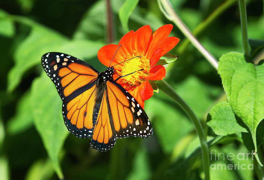 Monarch Butterfly III Photograph by Karen Jorstad