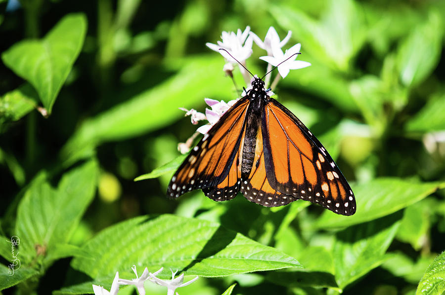 Monarch Butterfly III Photograph by Susan Molnar