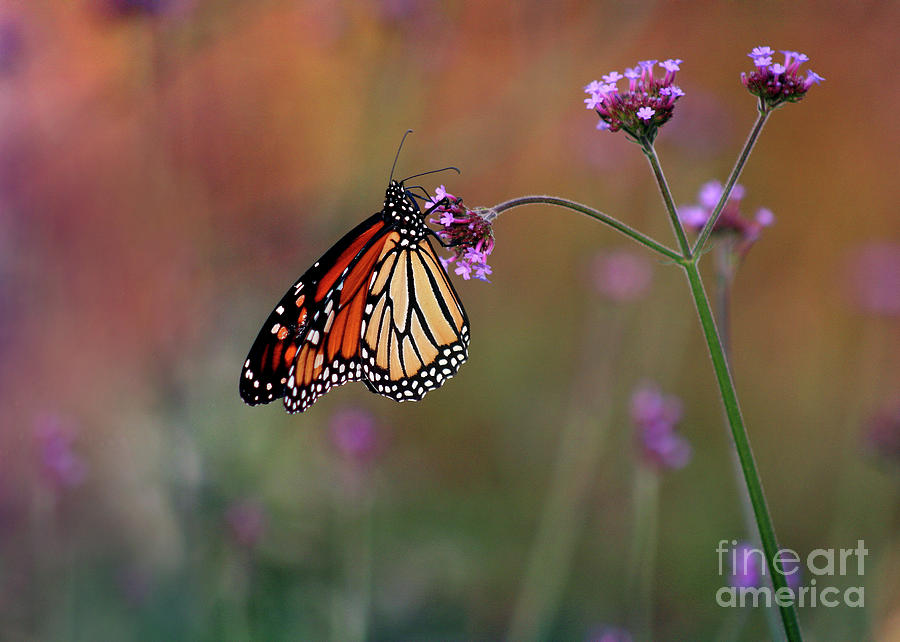 Monarch Butterfly in Autumn 2011 Photograph by Karen Adams