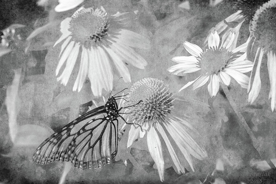 Monarch Butterfly in Black and White Digital Art by David Stasiak