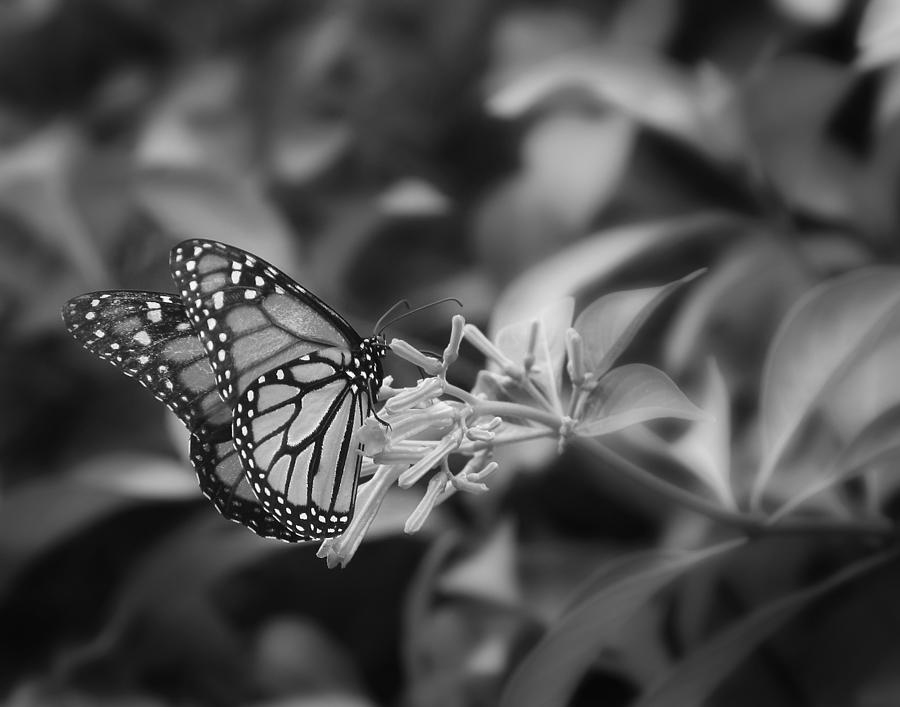 Monarch Butterfly In Black and White Photograph by Joseph G Holland