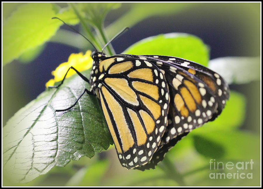 Monarch Butterfly in Brown and Black Photograph by Dora Sofia Caputo