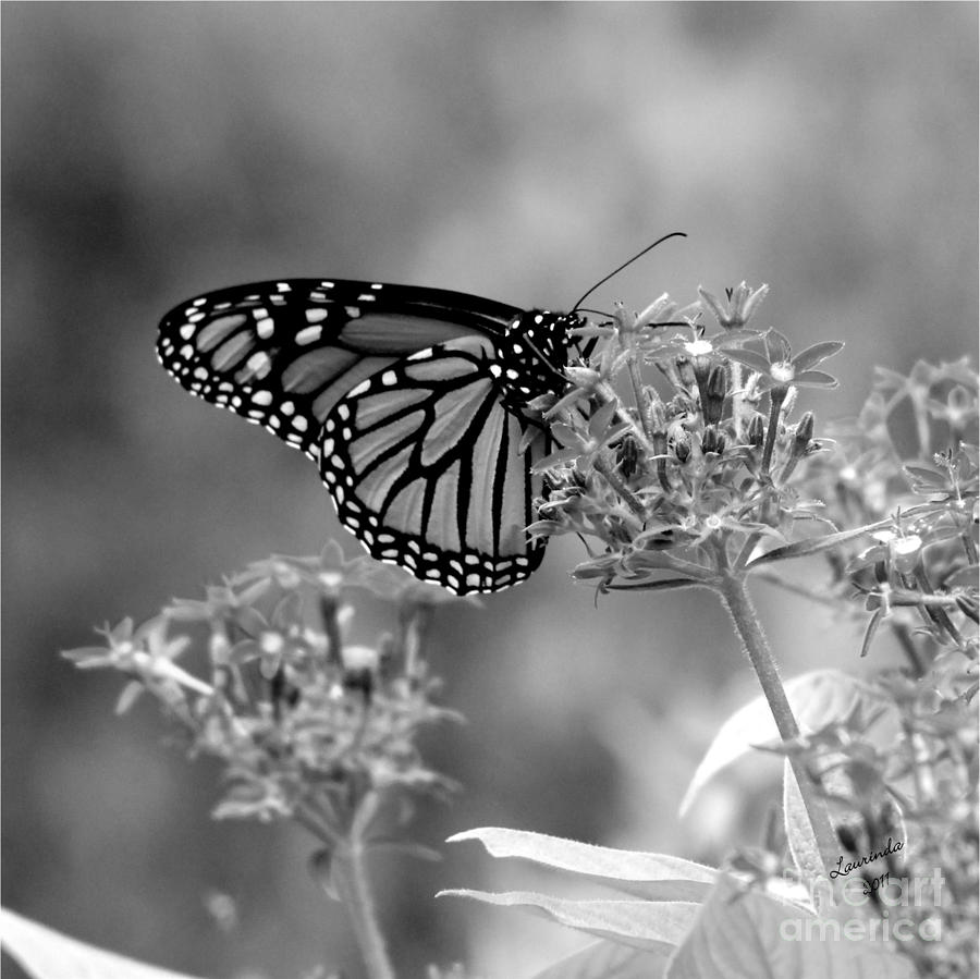 Monarch Butterfly in BW Photograph by Laurinda Bowling