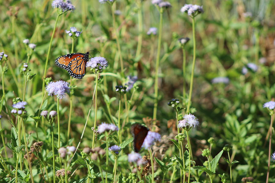 Monarch Butterfly In Field of Purple Flower Photograph by Colleen Cornelius