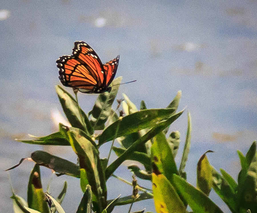 Monarch Butterfly In Flight 4 Photograph By Dennis Wells Fine Art America