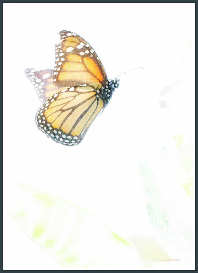 Monarch Butterfly in Flight Digital Art by A Macarthur Gurmankin