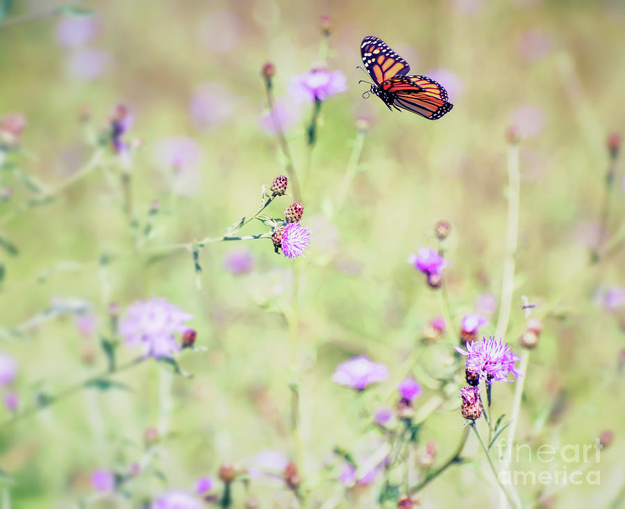 Monarch Butterfly - In Flight Over the Knapweed Photograph by Kerri Farley