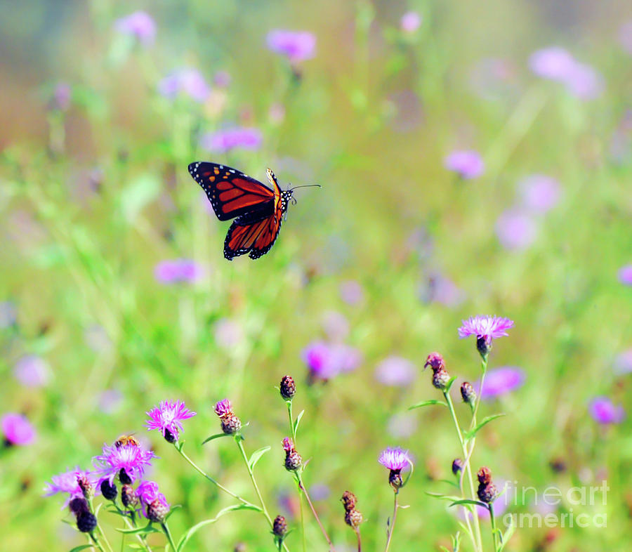 Monarch Butterfly in Flight Over the Wildflowers Photograph by Kerri Farley