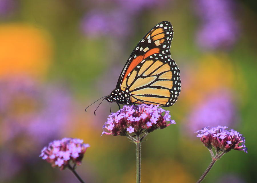 Monarch Butterfly in Garden Photograph by John Burk