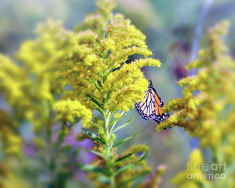 Monarch Butterfly in Goldenrod Photograph by Kerri Farley New River Nature