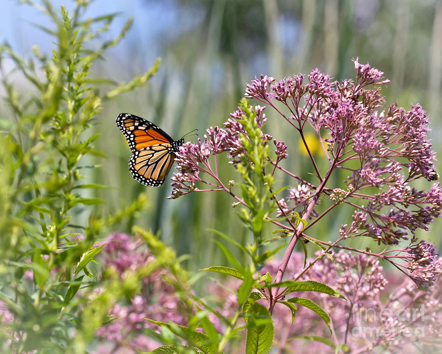 Monarch Butterfly in Joe Pye Weed Photograph by Kerri Farley