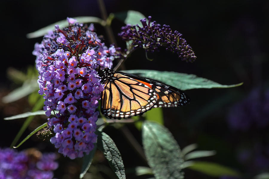 Monarch Butterfly in Low Key Photograph by Richard Gregurich