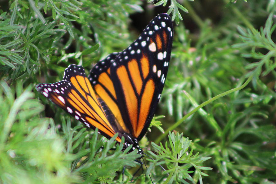 Monarch Butterfly In Lush Leaves Photograph by Colleen Cornelius