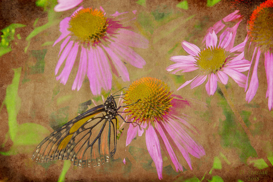 Monarch Butterfly in Pink Digital Art by David Stasiak