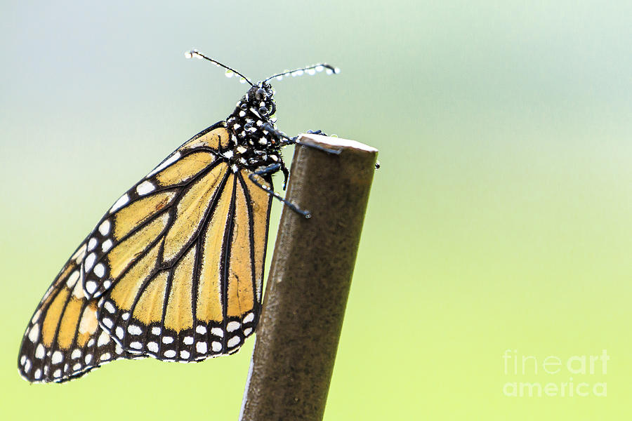 Monarch Butterfly in Rain Photograph by Ben Graham