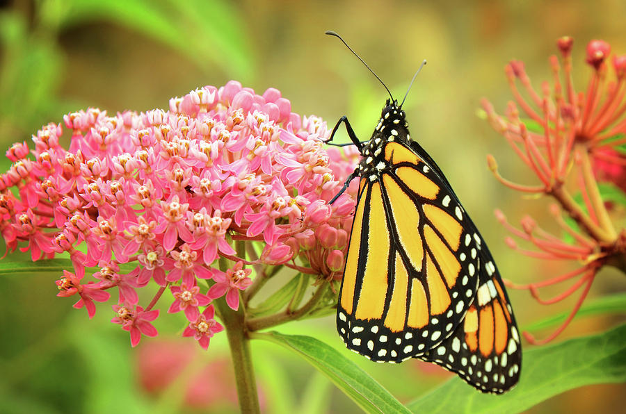 Monarch butterfly in summer Photograph by Isabel Davis - Fine Art America