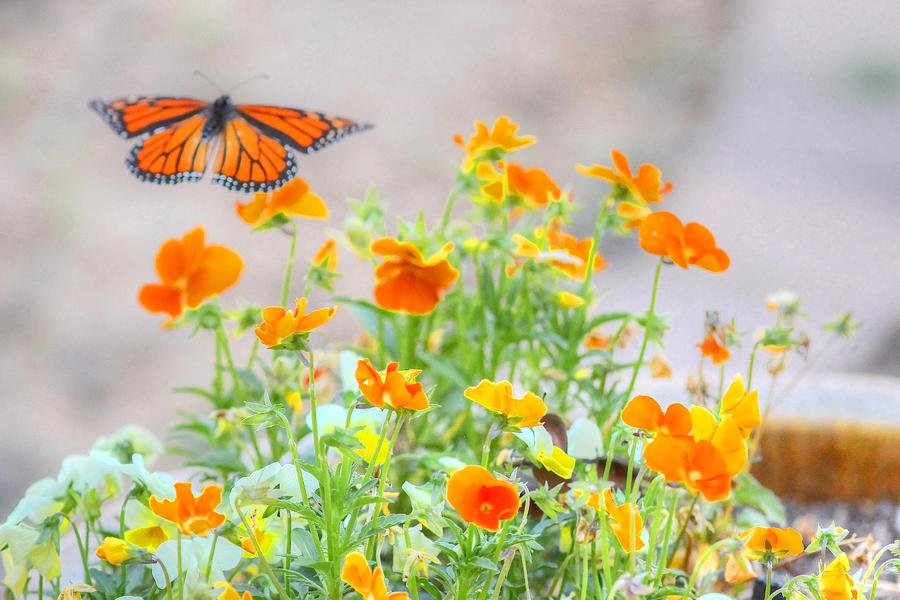 Monarch Butterfly in the Flowers Photograph by Liz Vernand