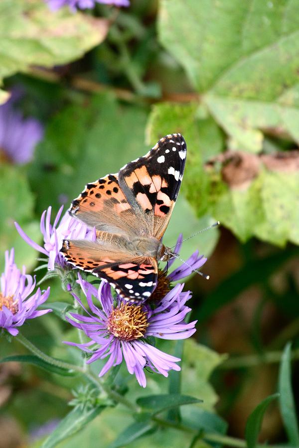Butterfly Digital Art - Monarch Butterfly in the garden  by Jillynn Markle