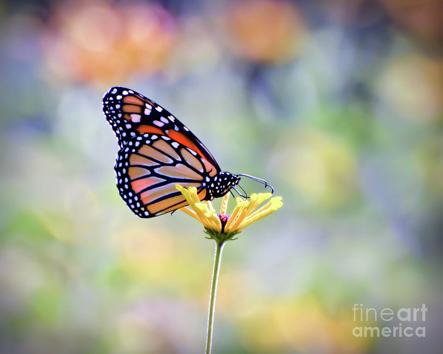 Monarch Butterfly -  In The Garden Photograph by Kerri Farley