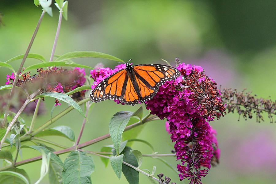 Monarch Butterfly in the Garden Photograph by Linda Crockett - Fine Art ...