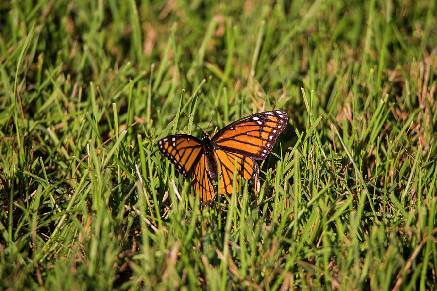 Monarch Butterfly in The Green Grass Photograph by David Stasiak