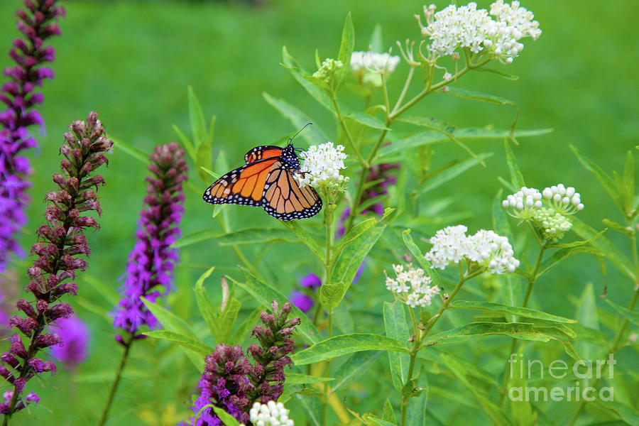 Monarch butterfly in the wildflowers Photograph by Bruce Block