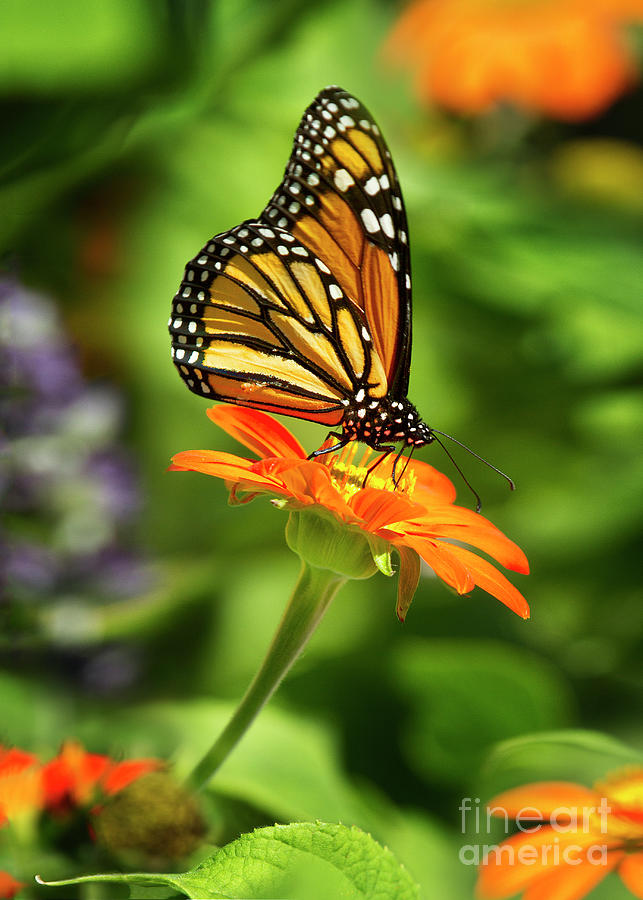 Monarch Butterfly IV Photograph by Karen Jorstad