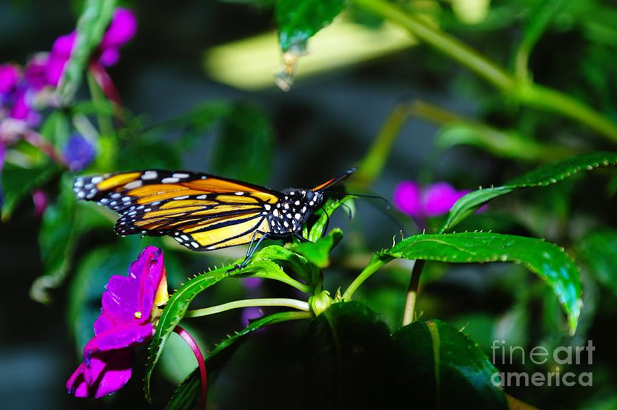 Monarch Buttefly Photograph
