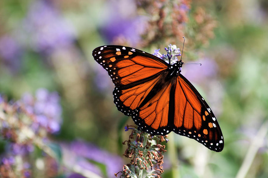 Monarch Butterfly Photograph by Jill Lang