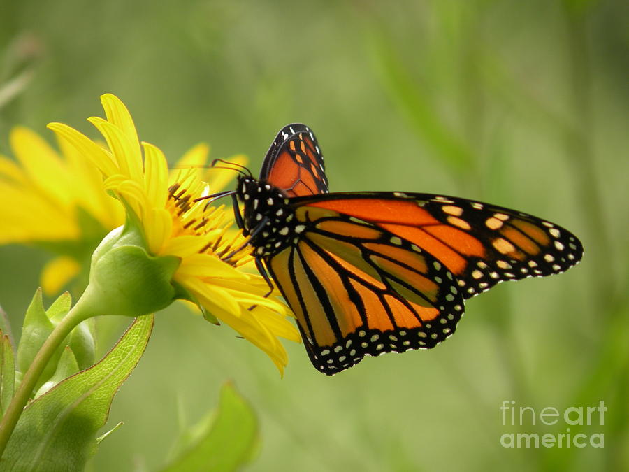 Monarch Butterfly Photograph by Joanne Young - Fine Art America