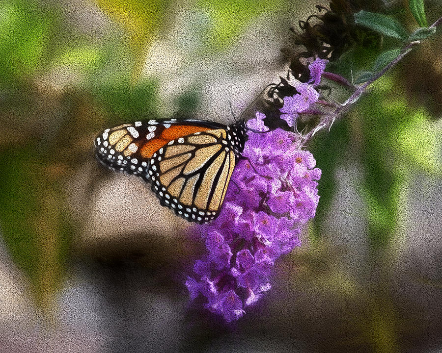 Monarch Butterfly Photograph by John Freidenberg