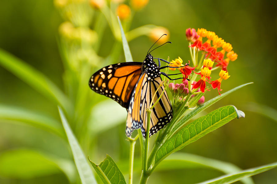 Monarch Butterfly Photograph by Jon Zielke - Fine Art America