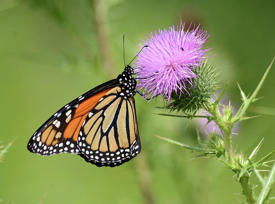 Monarch Butterfly Photograph by Judy Genovese