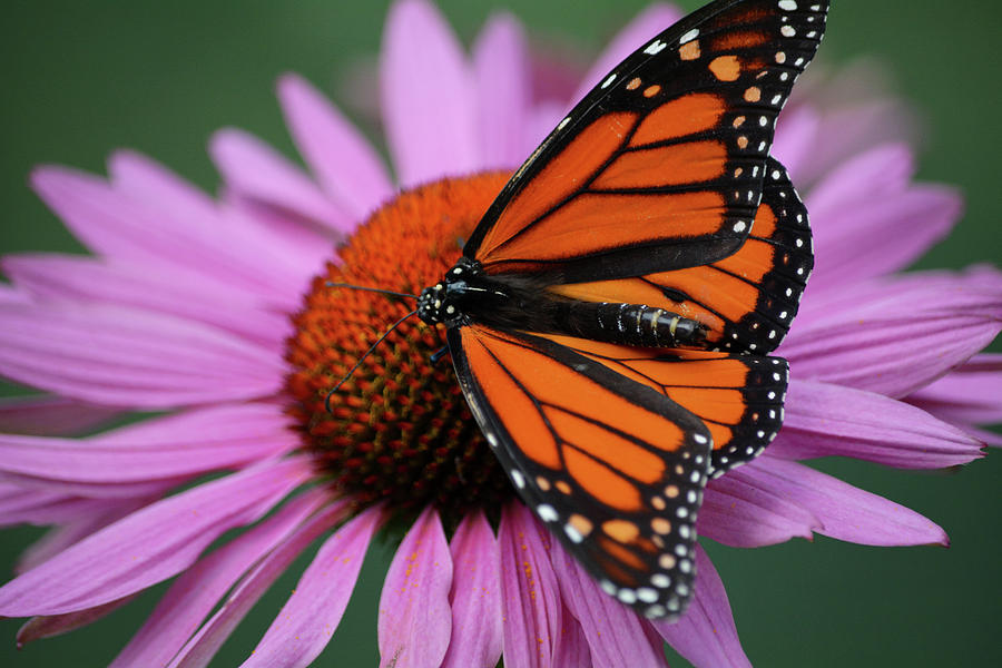 Monarch Butterfly Photograph by Kyle Hanson