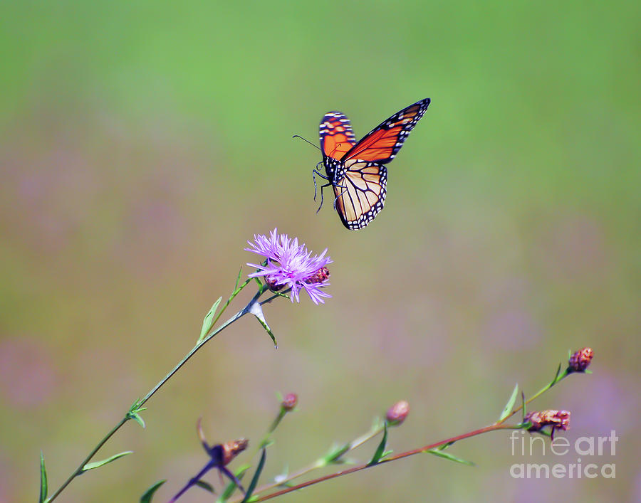 Butterfly Photograph - Monarch Butterfly Landing by Kerri Farley
